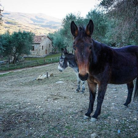 La Casina Di Giannetto Guest House Seggiano Eksteriør bilde