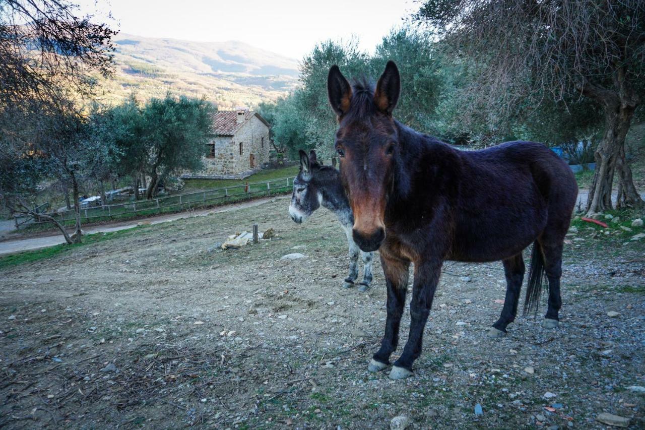 La Casina Di Giannetto Guest House Seggiano Eksteriør bilde